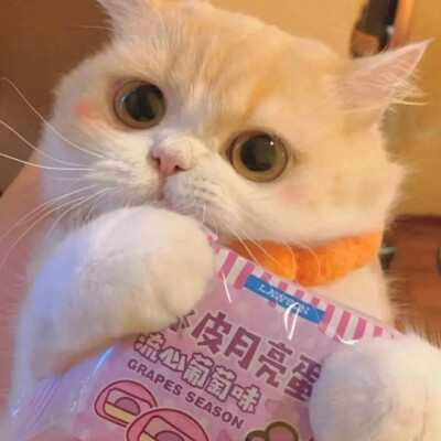 猫咪头像
