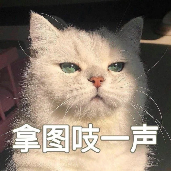 猫咪头像
