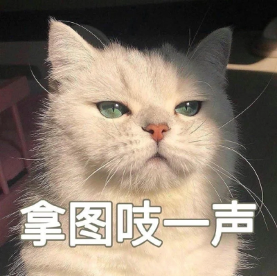 猫咪头像
