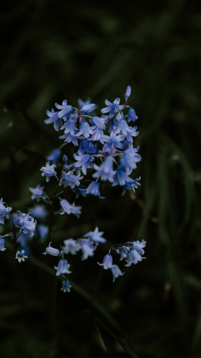 花壁纸