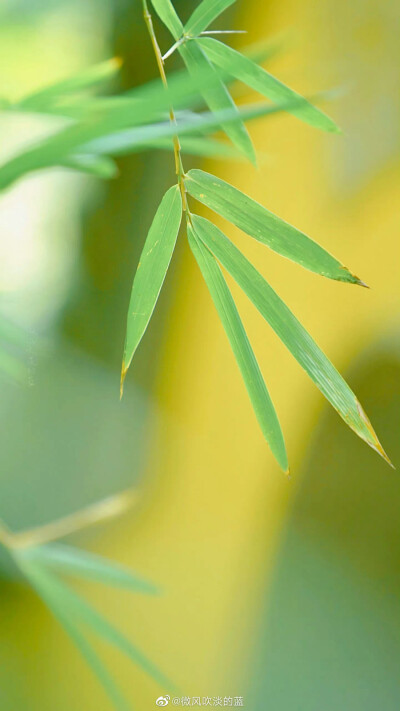 灵谷寺 |  写取一枝清瘦竹
摄影师/微风吹淡的蓝