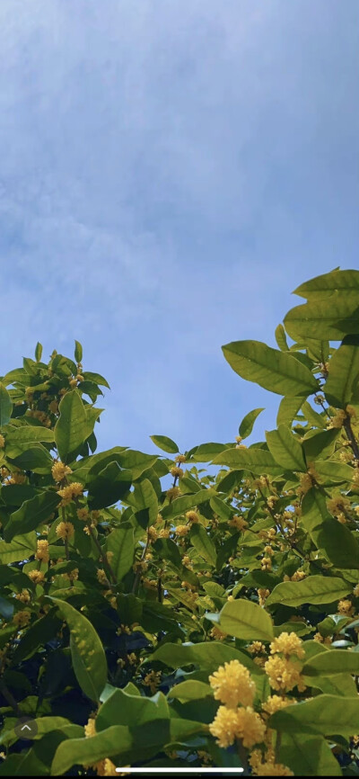 秋天 桂花 天空 壁纸