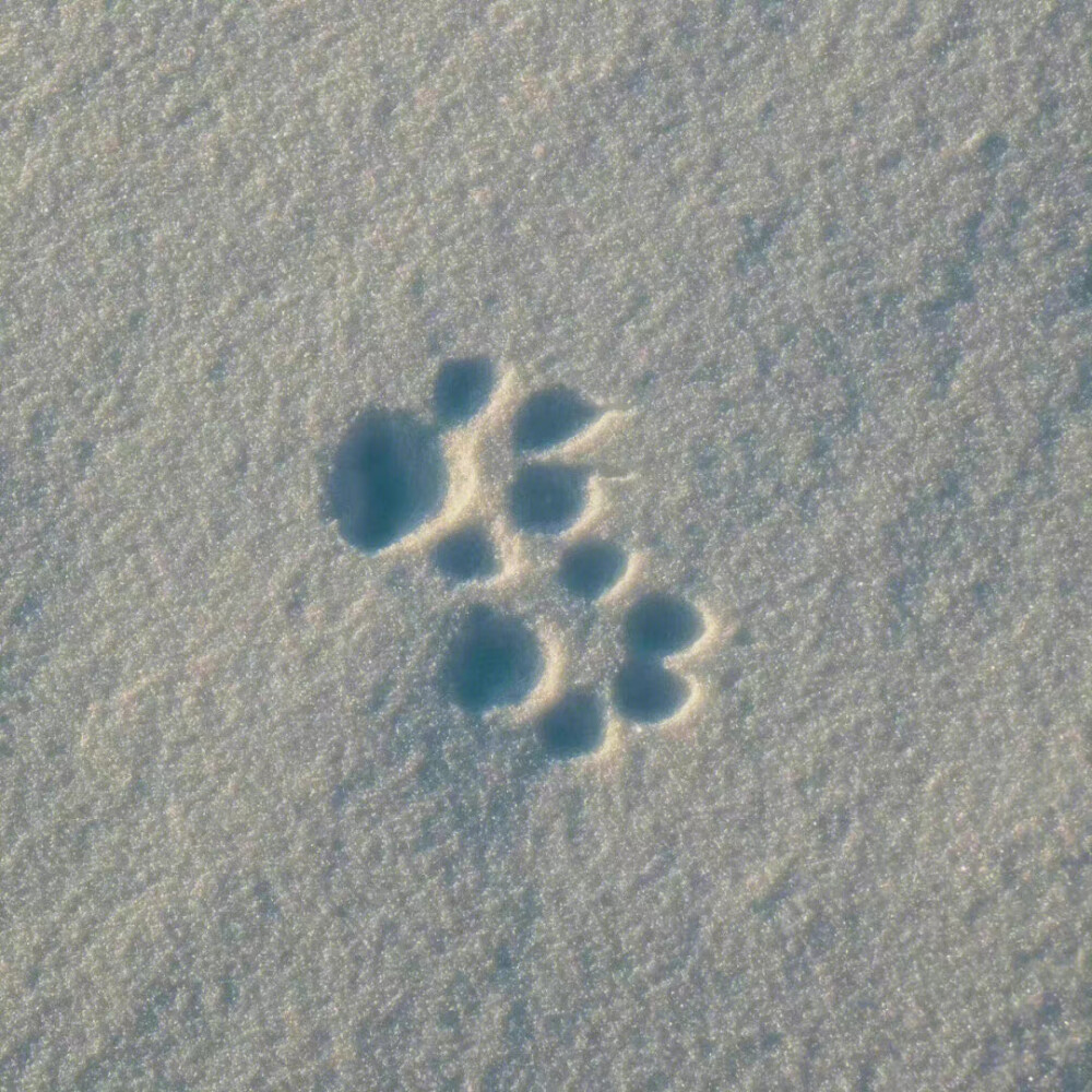 大约在冬季❄️
#朋友圈背景图# ​​​