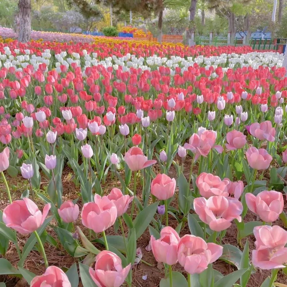 花海背景