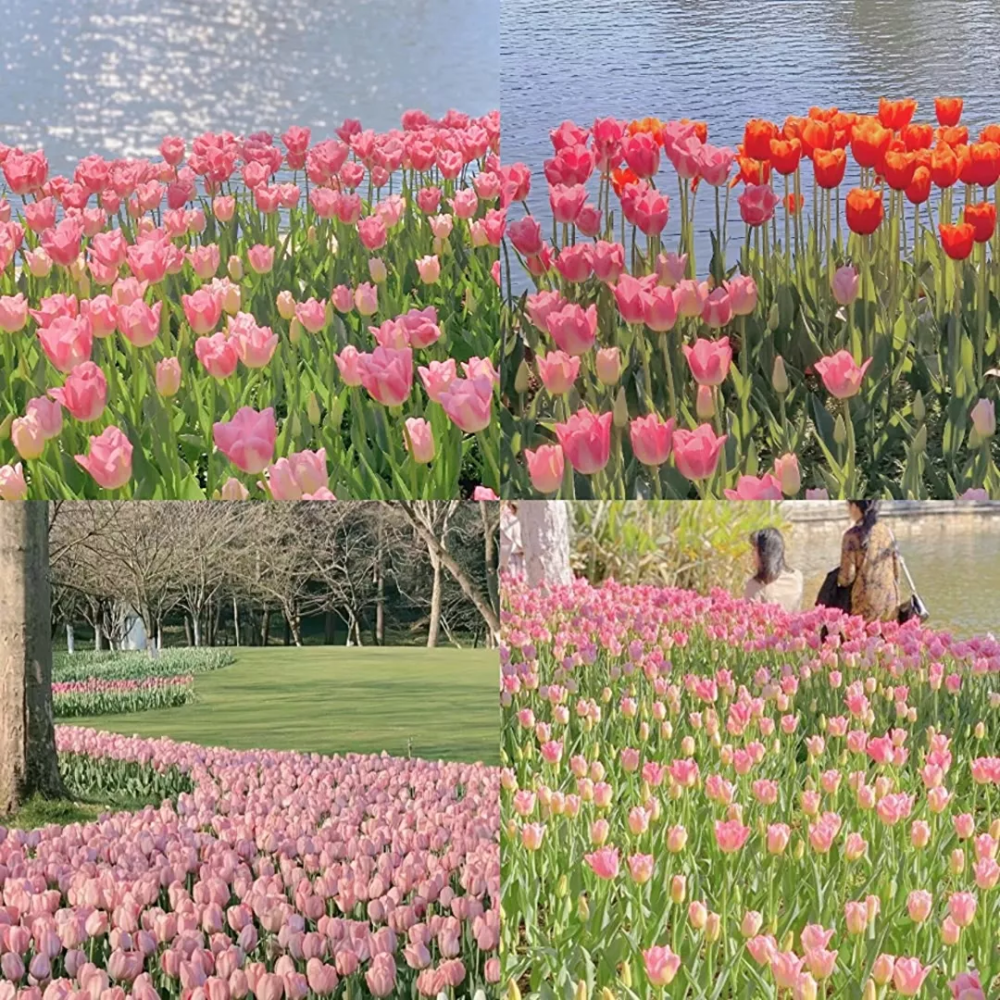 花海背景