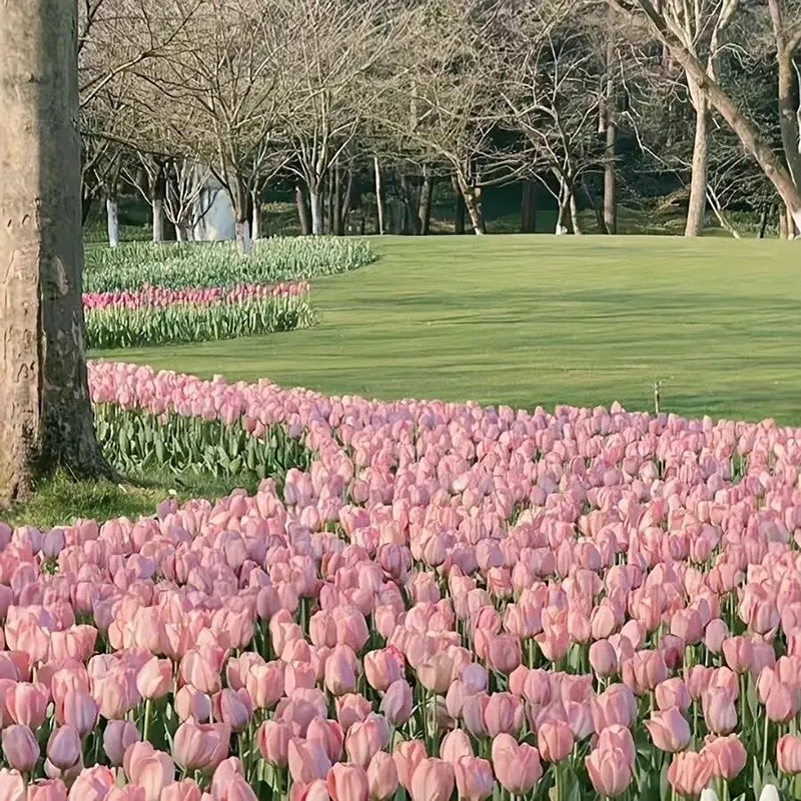 花海背景