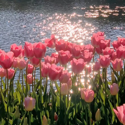 花海背景