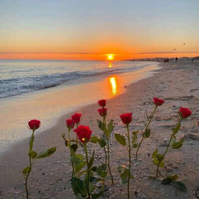 花海背景