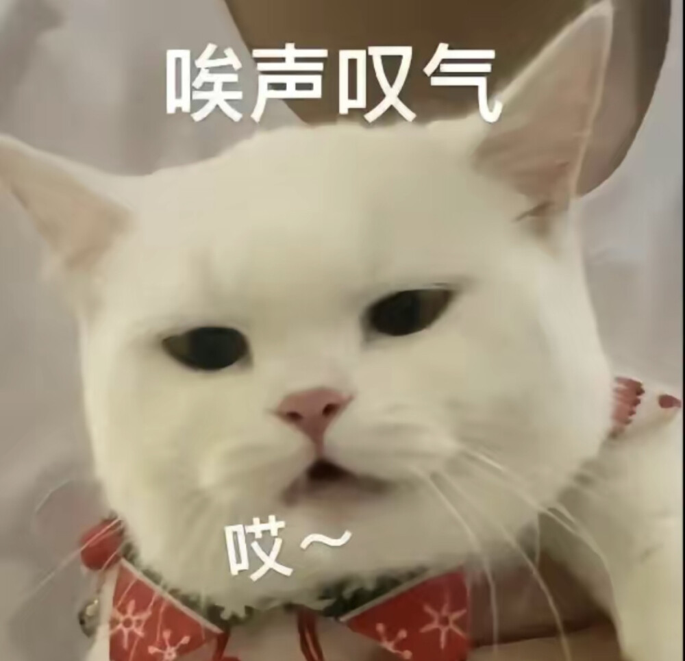 猫猫狗狗，一些心情