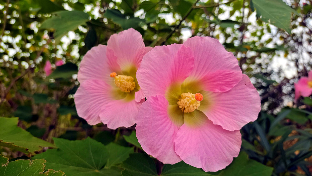 美丽吉安之赏花系列：深秋里绽放的木芙蓉花