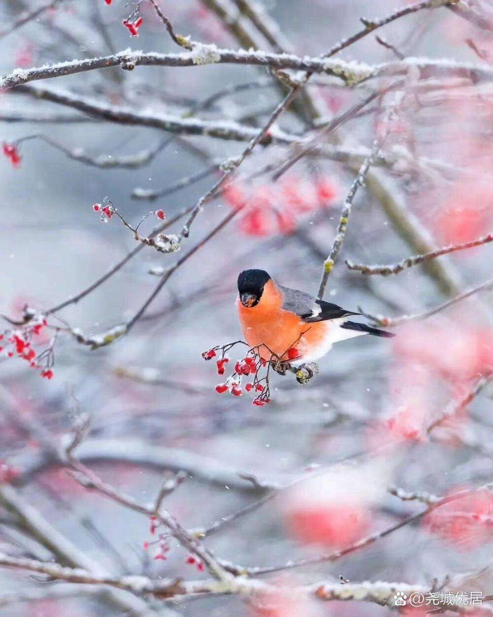 花鸟