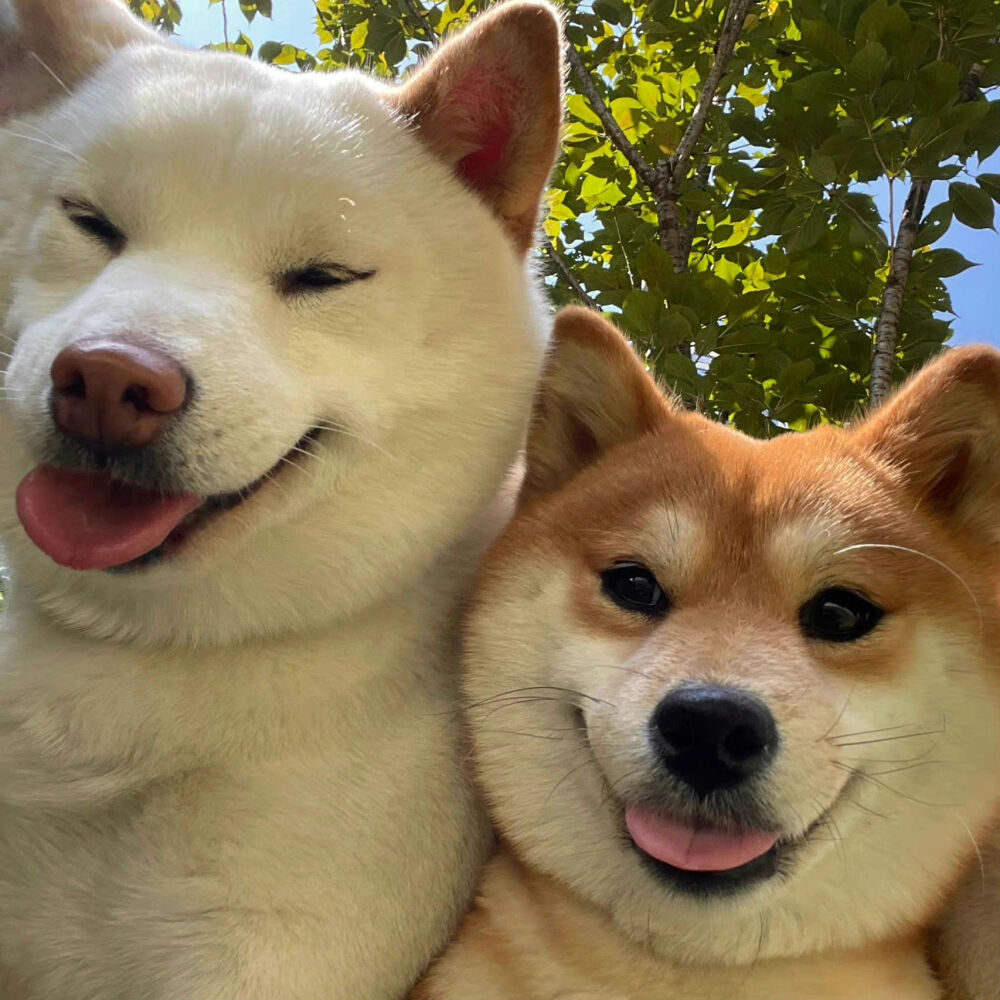 柴犬 来源小红书 柴犬胖妹 - 堆糖,美图壁纸兴趣社区