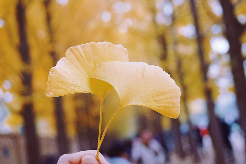 我打碎了夕阳，余晖撒在路上，望向前方，回想起少时模样，也曾为爱痴狂，也曾因爱慌张，也曾忧伤，而如今爱的创伤，已不再使我难忘，这若是长大的迹象，那我愿你不再成长。