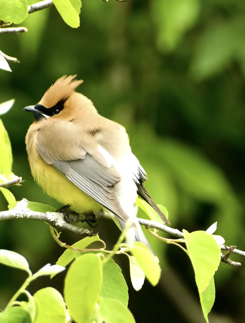 鸟关注10月25日 17:24写生小白