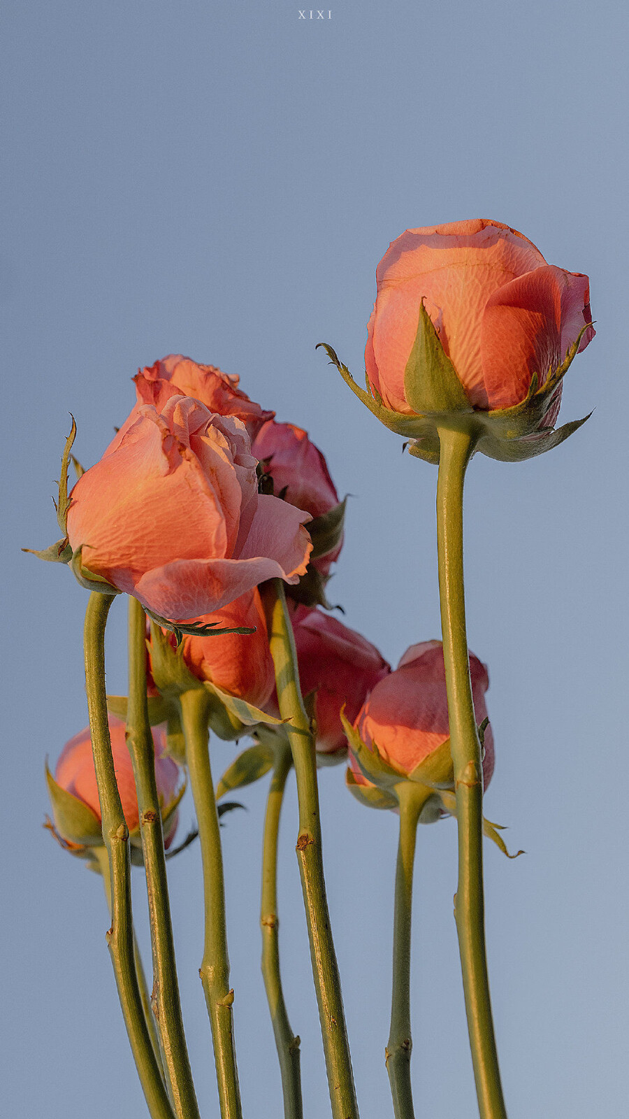 玫瑰花壁纸