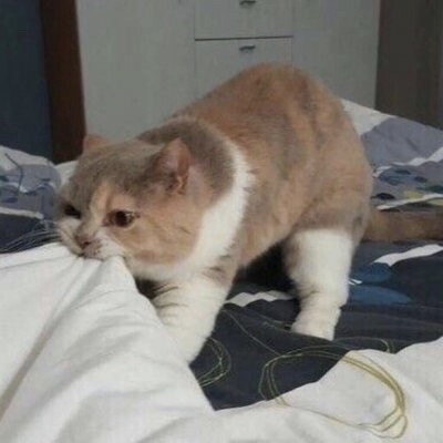 猫系