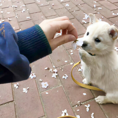 pyq背景图 樱花小狗 想去海边 氛围感粉台灯
