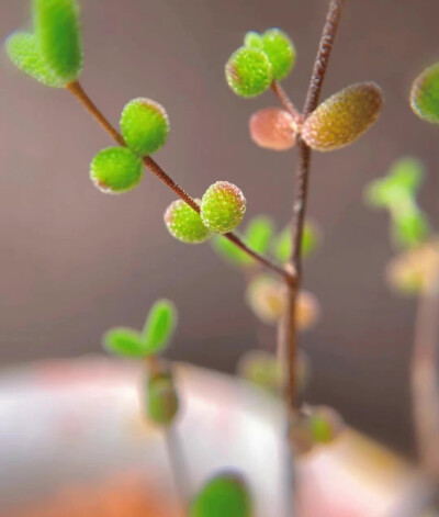 “ 秋天的QQ糖 … ”
（植物:枝干番杏多肉）