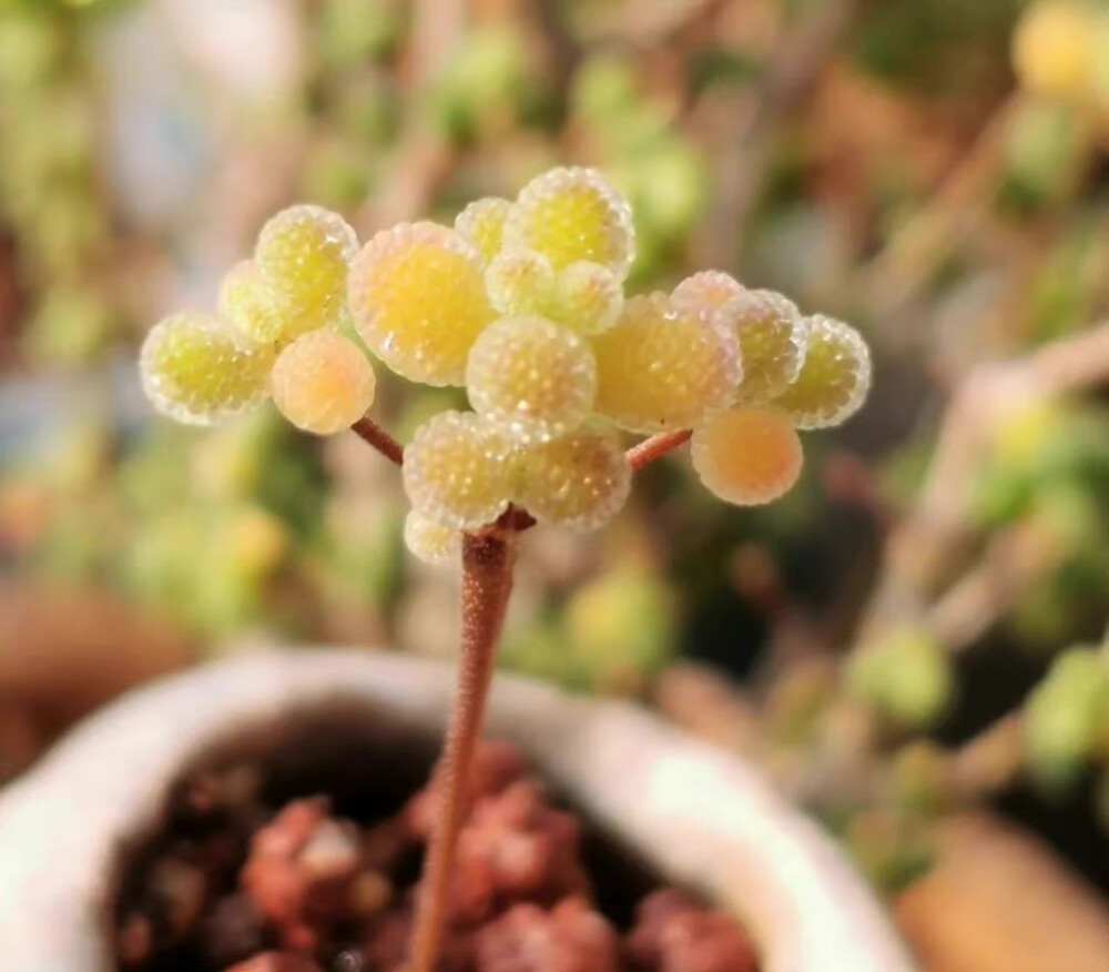 “ 秋天的QQ糖 … ”
（植物:枝干番杏多肉）