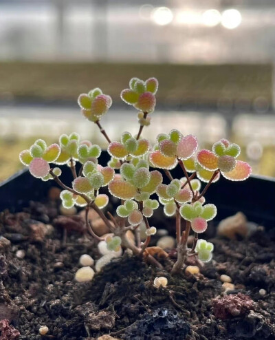 “ 秋天的QQ糖 … ”
（植物:枝干番杏多肉）