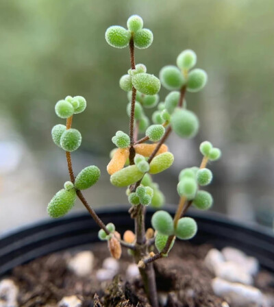 “ 秋天的QQ糖 … ”
（植物:枝干番杏多肉）