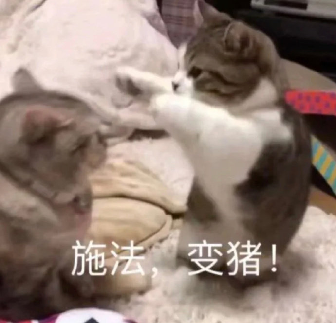 太可爱就是麻烦