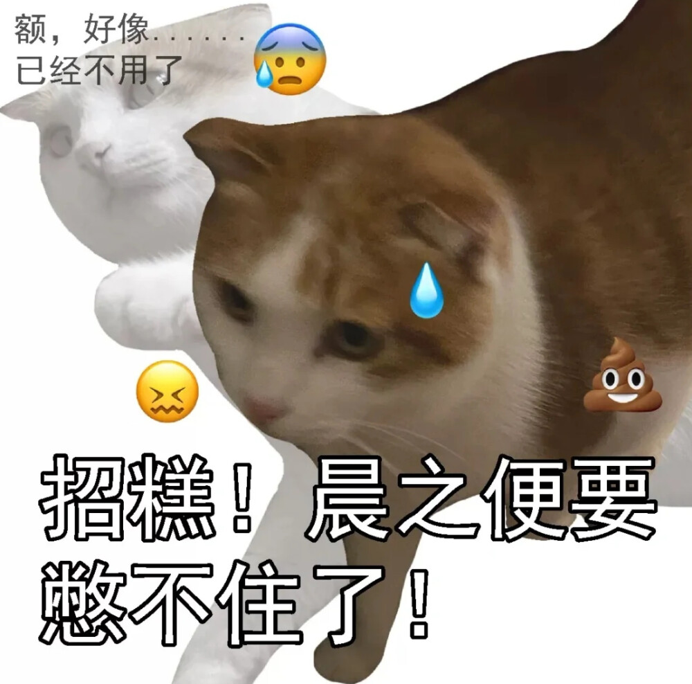 猫猫表情包
wb@半半仙的橘宝