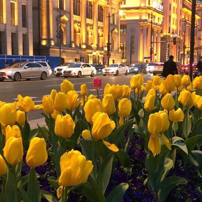 美丽的郁金香 Beautiful tulips