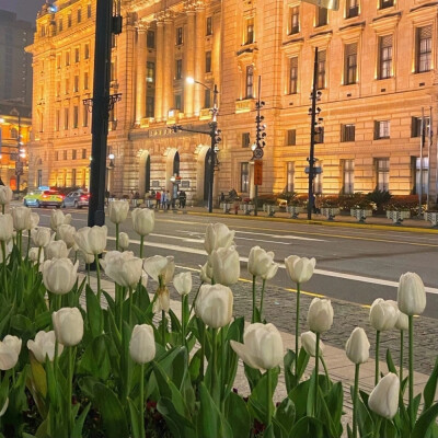 美丽的郁金香 Beautiful tulips