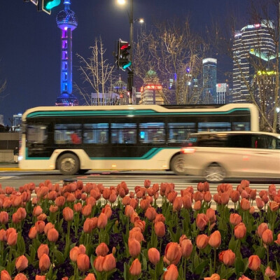 美丽的郁金香 Beautiful tulips