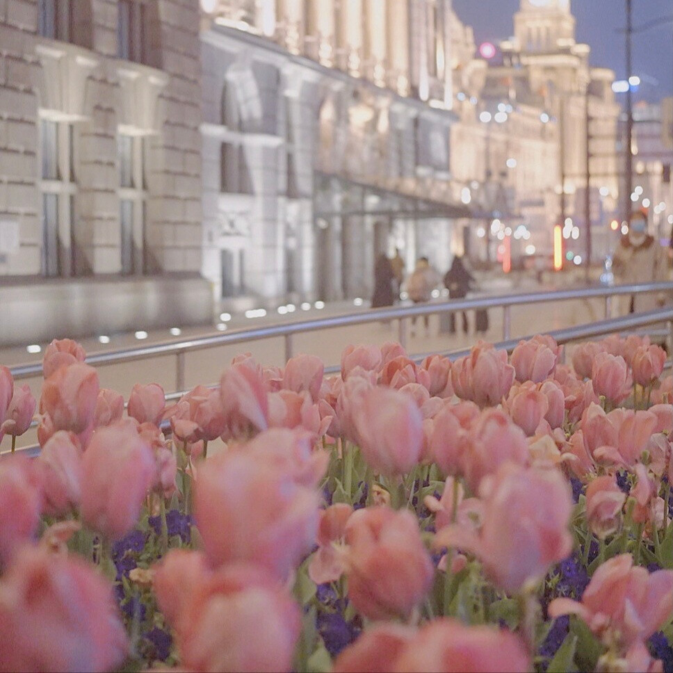 美丽的郁金香 Beautiful tulips