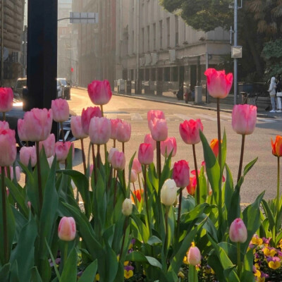 美丽的郁金香 Beautiful tulips