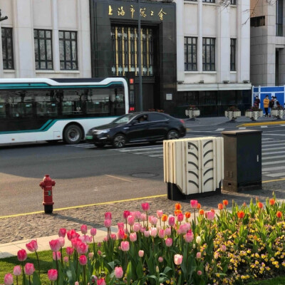 美丽的郁金香 Beautiful tulips