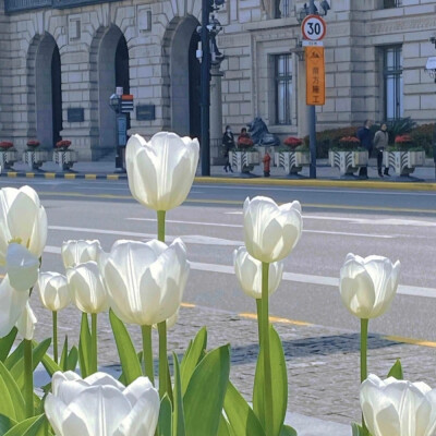 美丽的郁金香 Beautiful tulips