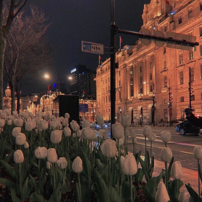 美丽的郁金香 Beautiful tulips