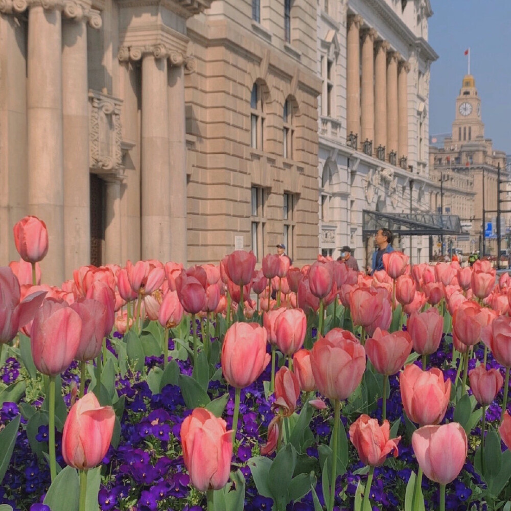 美丽的郁金香 Beautiful tulips