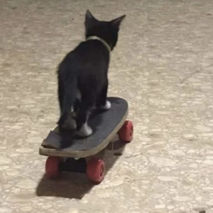 头像 猫咪