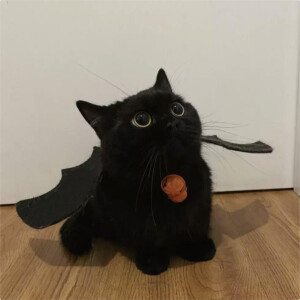 头像 猫咪