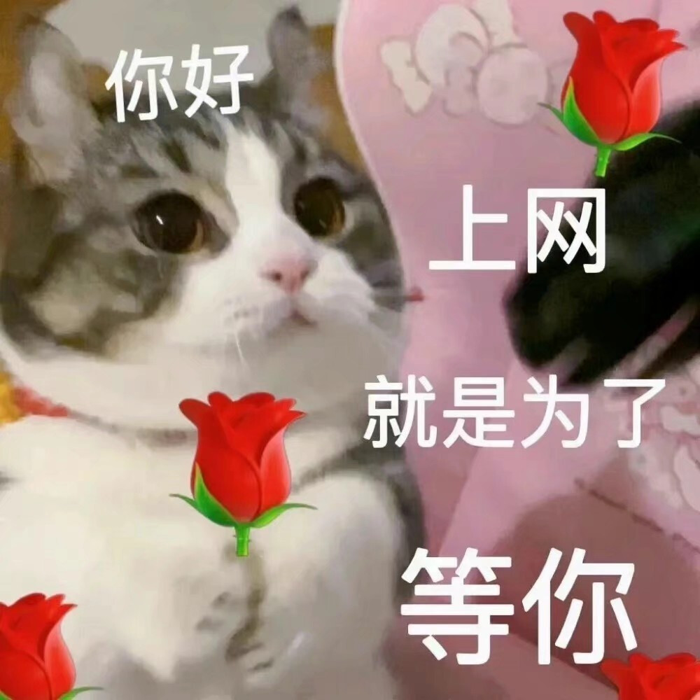 猫猫头