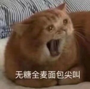 猫猫头