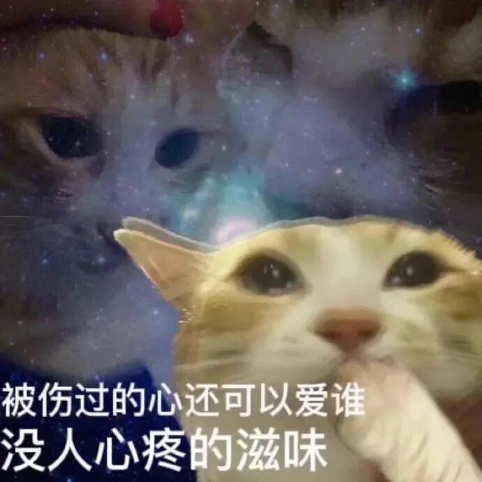 猫猫头