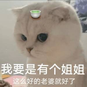 猫猫头