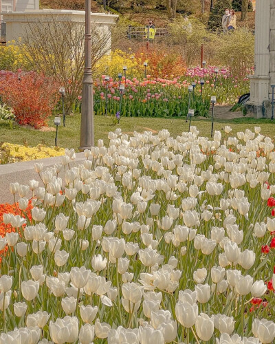 花花背景图