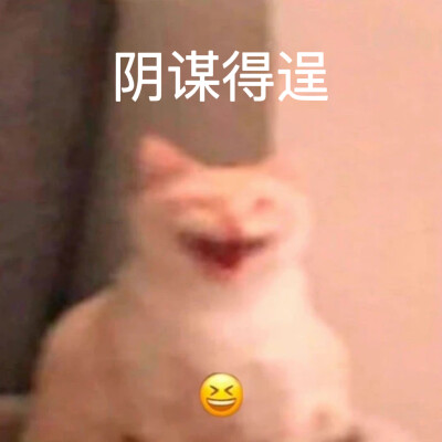 沙雕猫咪表情包