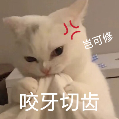 沙雕猫咪表情包