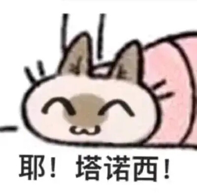 逻辑猫