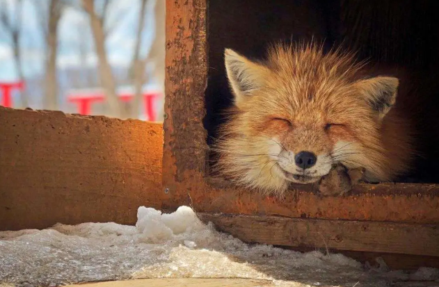 我是狐狸我骄傲