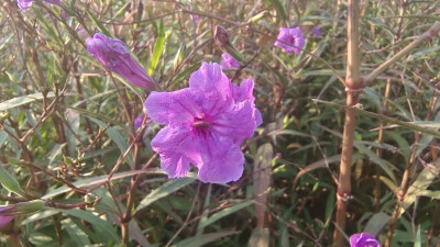 美丽吉安之赏花系列：蓝花草绽放紫色浪漫