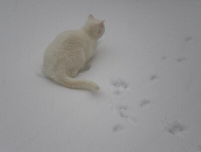  /) /)
( ᴖ ﻌ ᴖ ) っ