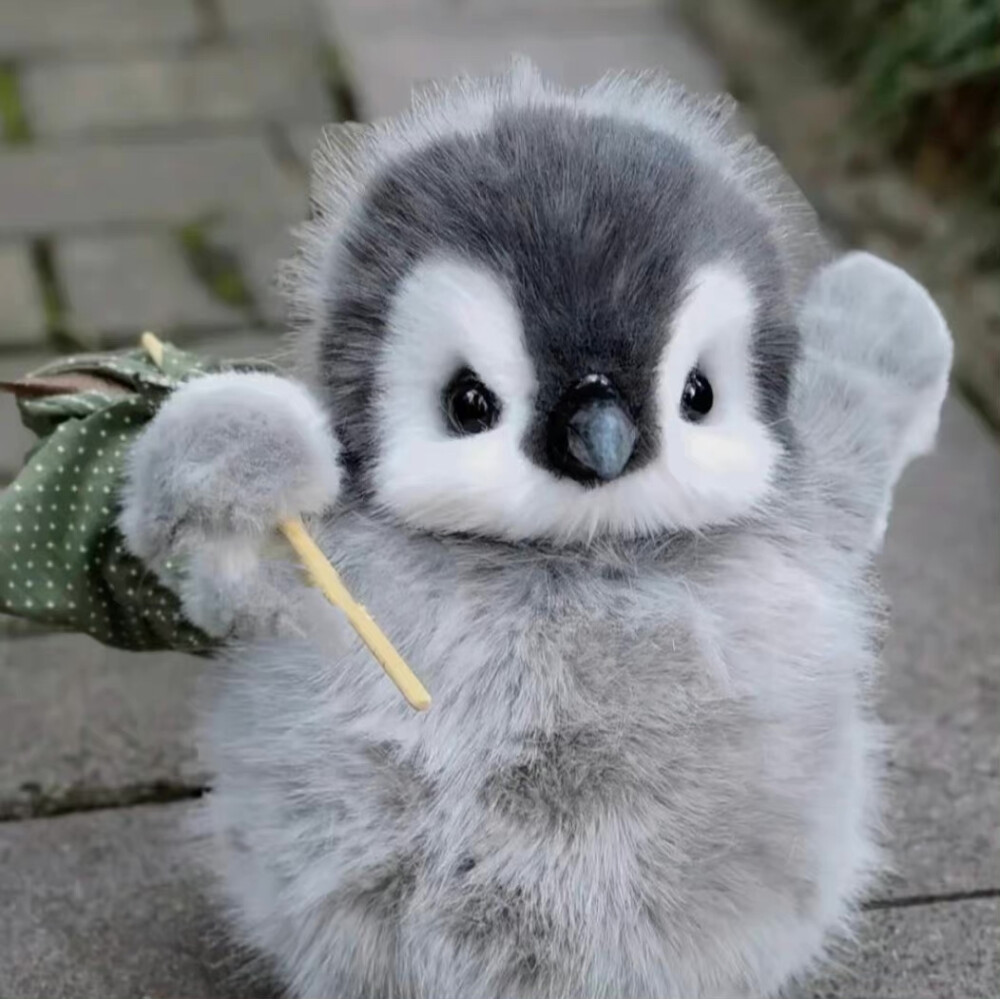 小企鹅 可爱